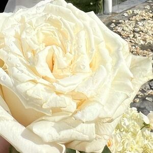 Meet your Posher, Sandy